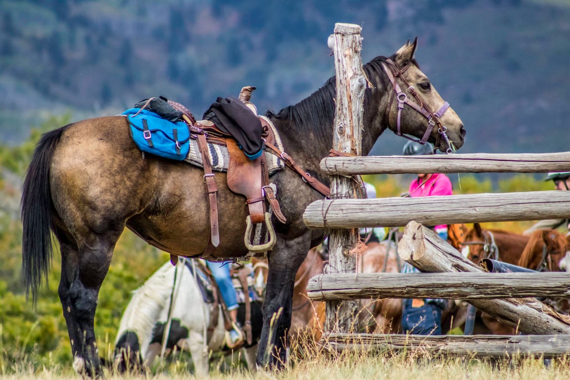 2 Hour Horseback Ride image