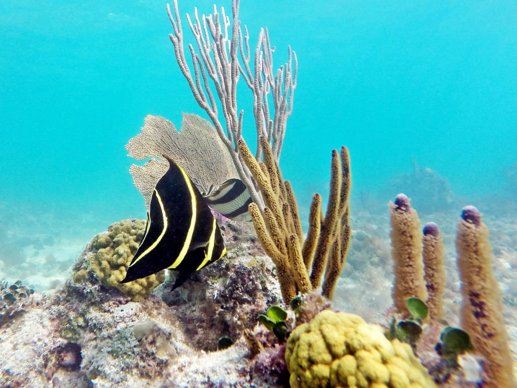 Tulum Ruins, Reef Snorkeling, Plus Cenote: 3-in-1 Discovery Tour Tour Image 4