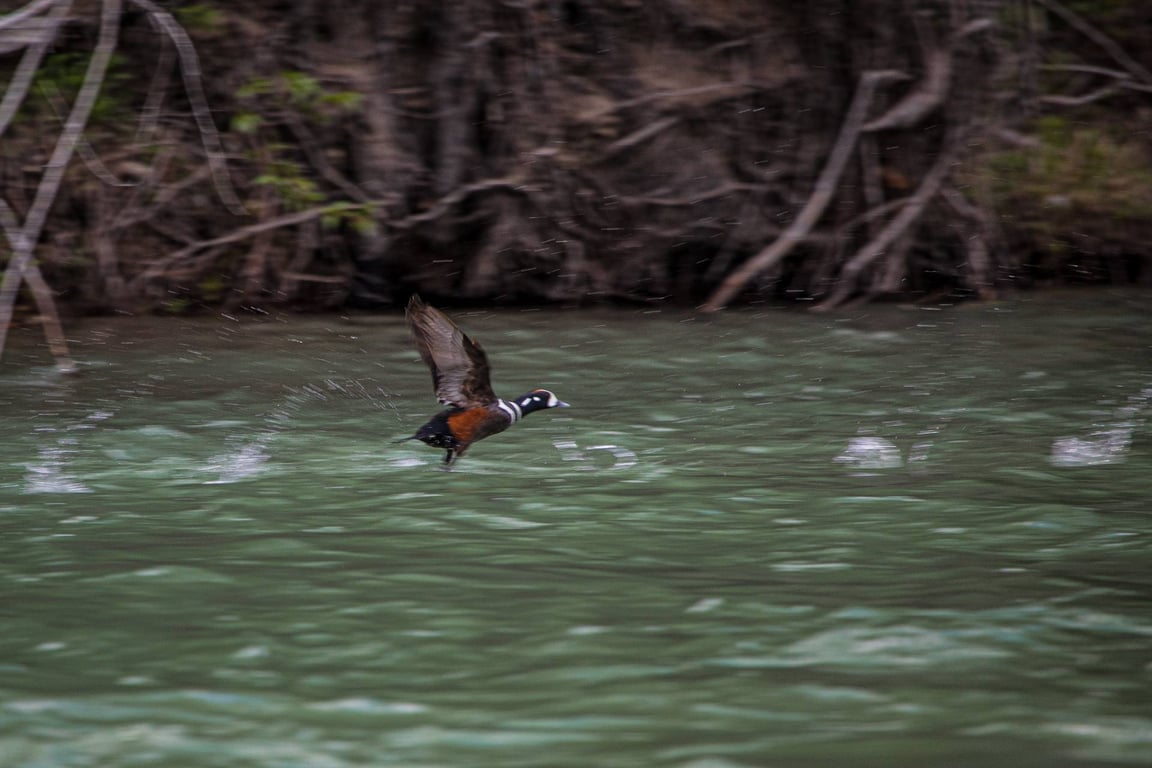 Upper McDonald Creek Glacier Park Guided Day Hike Tour Image 8
