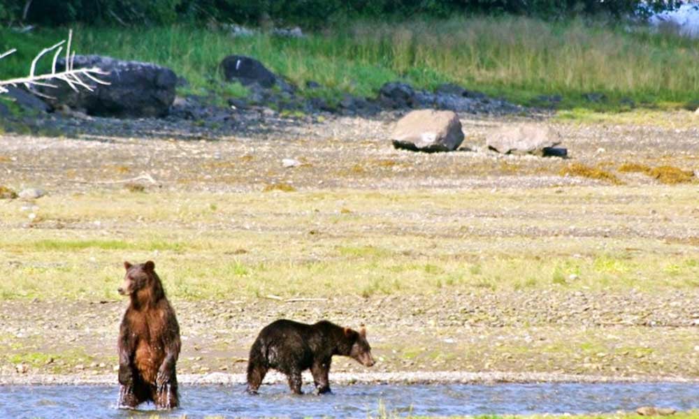 Pack Creek Brown Bear Viewing Tour Image 12