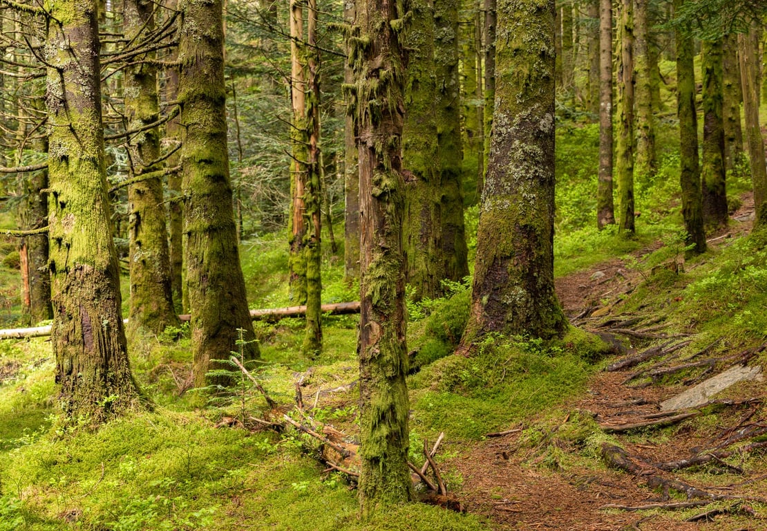 A Local Expert’s Guide to Tongass National Forest: Alaska’s Pristine Wilderness