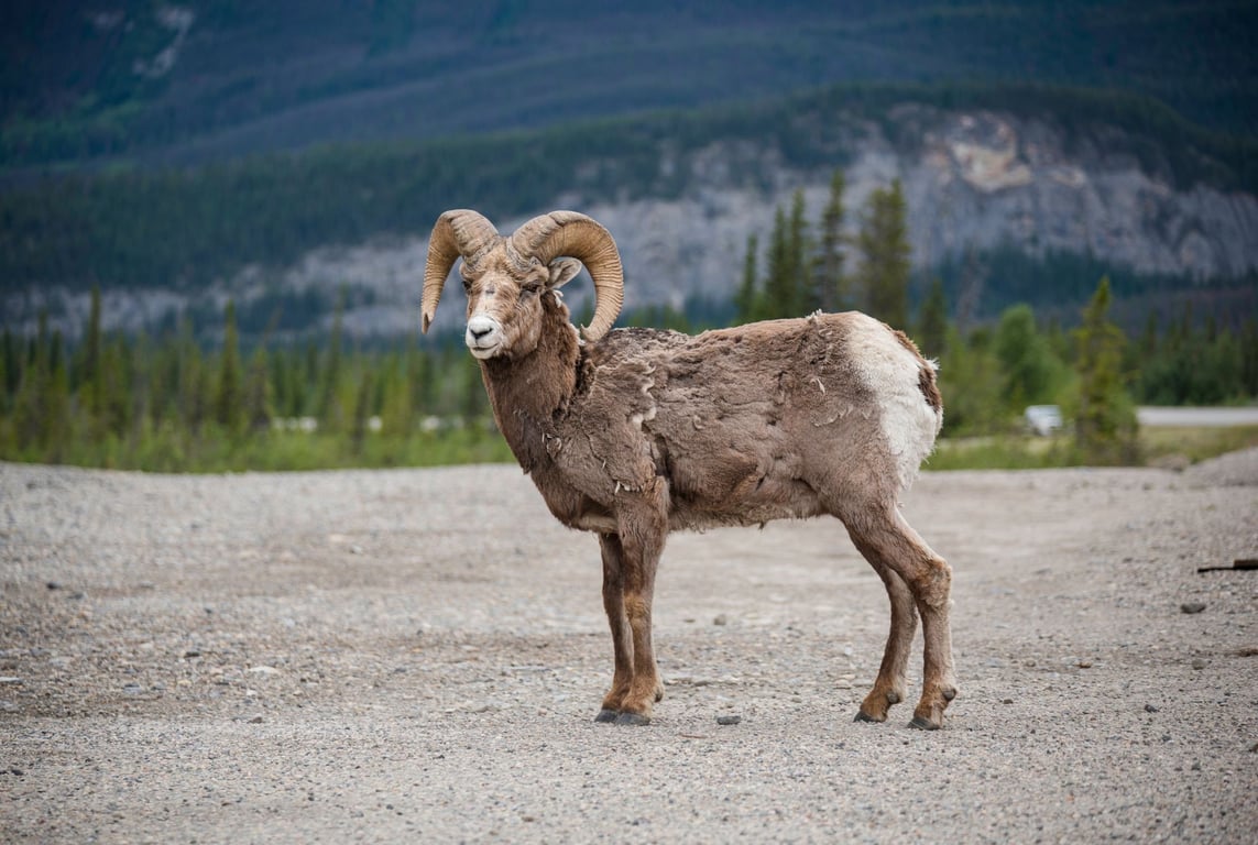 Bozeman Wildlife & Scenic Sightseeing Tour Tour Image 3