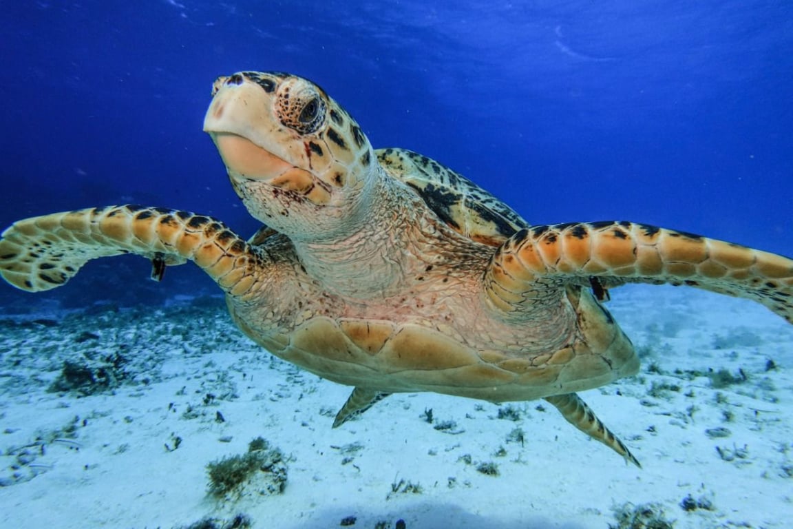 Cozumel Snorkeling Tour: Palancar, Colombia & El Cielo Reefs Tour Image 1