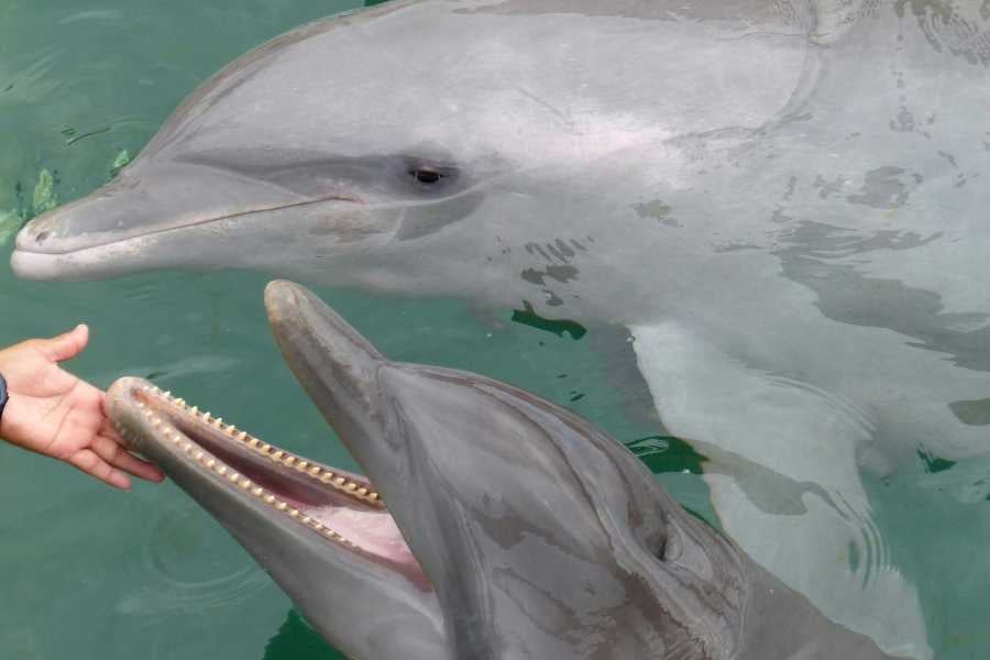 Playful dolphins swimming close to shore, showcasing their friendly nature and intelligence.