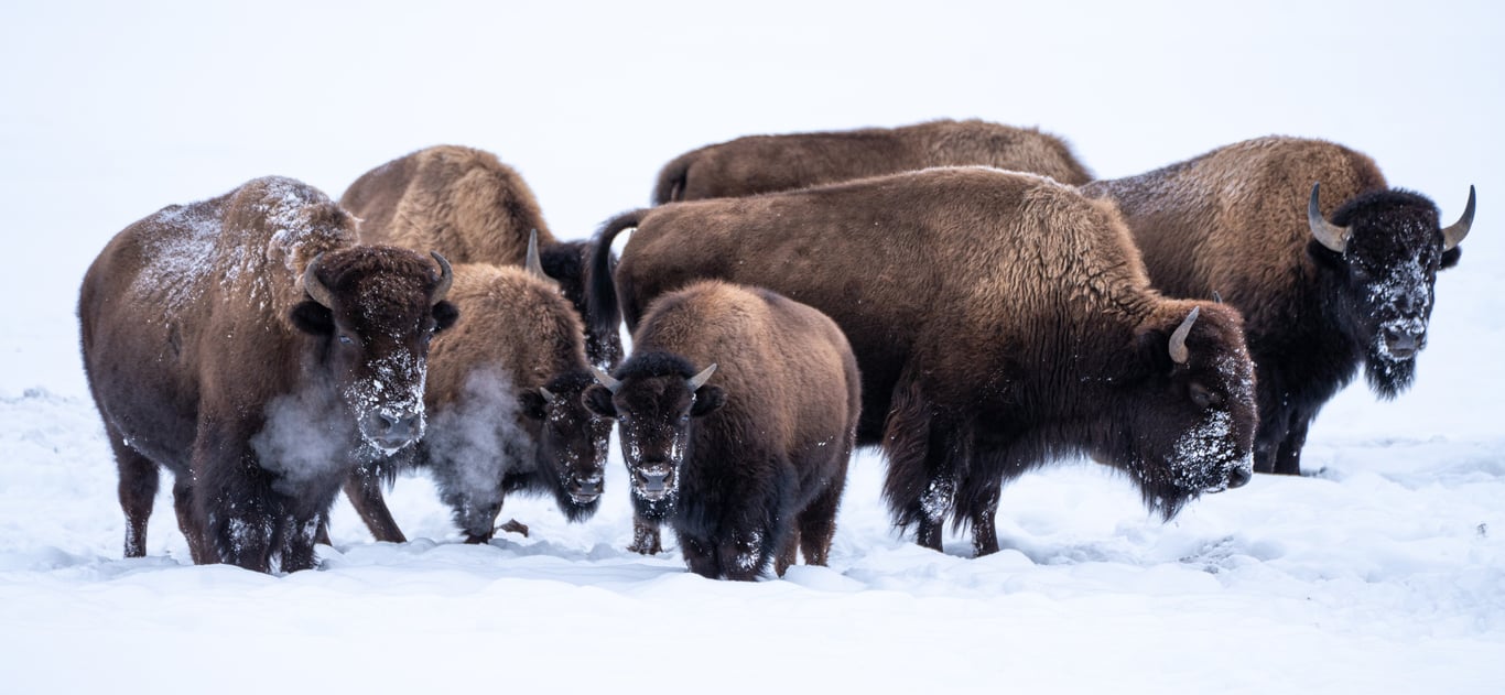 Winter Yellowstone Wildlife Safari Tour Image 7