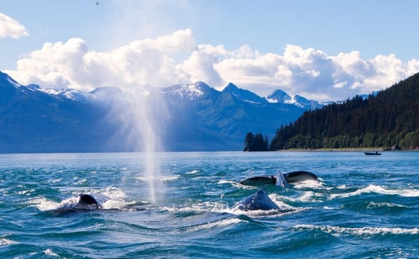 Why Juneau is THE Alaska Whale Watching Destination