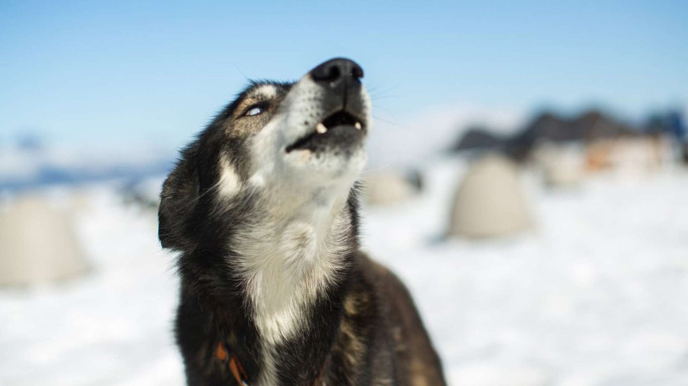 Anchorage Helicopter Glacier Dogsled & Lower Glacier Landing image