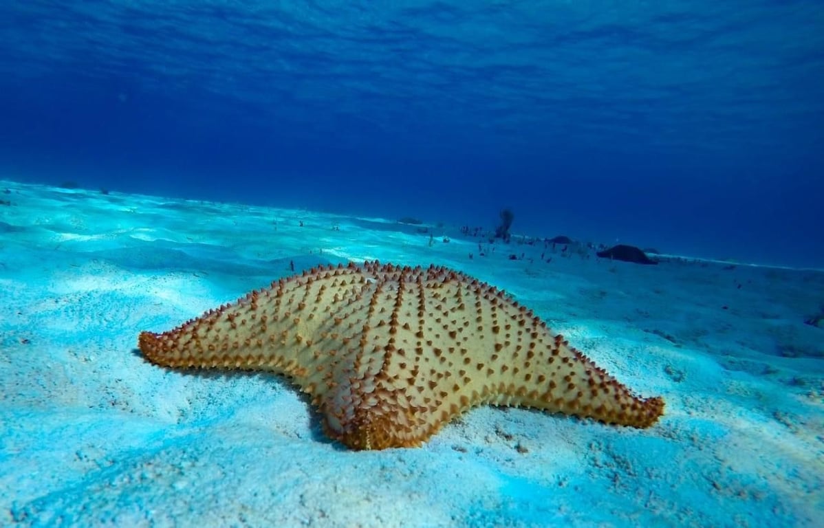 Cozumel Snorkeling Tour: Palancar, Colombia & El Cielo Reefs Tour Image 5