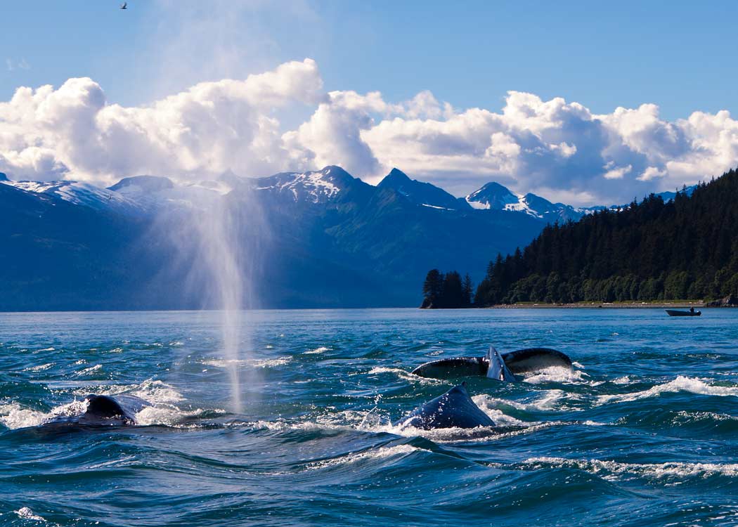 Paddle with Whales Kayak Adventure Tour Image 5