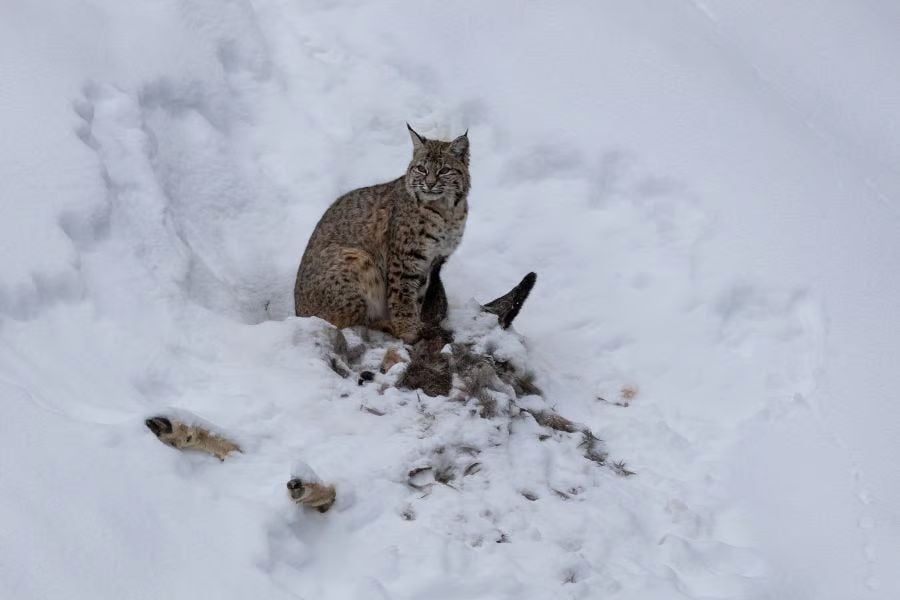 A lynx sits in the snow beside its prey, blending into the winter landscape.