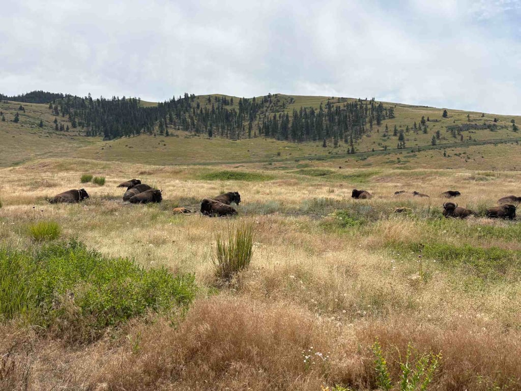 CSKT Bison Range Wildlife Viewing Tour Tour Image 7