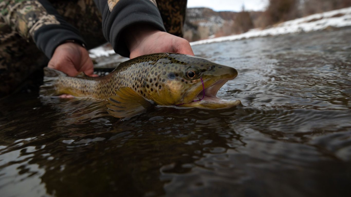 Winter Fly Fishing On The Lower Gunnison Tour Image 4