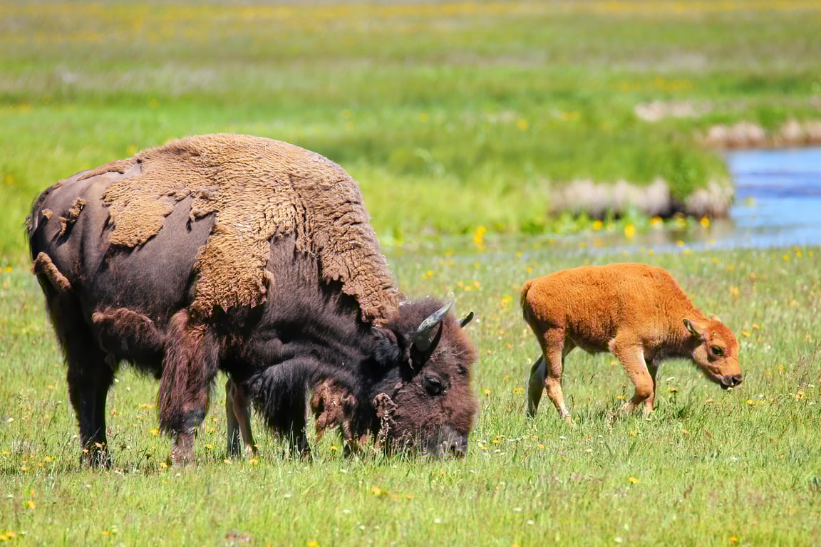 Private Yellowstone Grand Loop Tour Tour Image 5