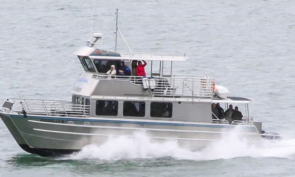 Whale Watching Tour Tour Image 4