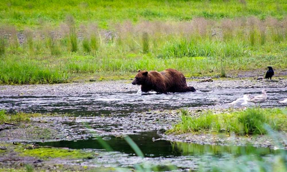 Pack Creek Brown Bear Viewing Tour Image 9