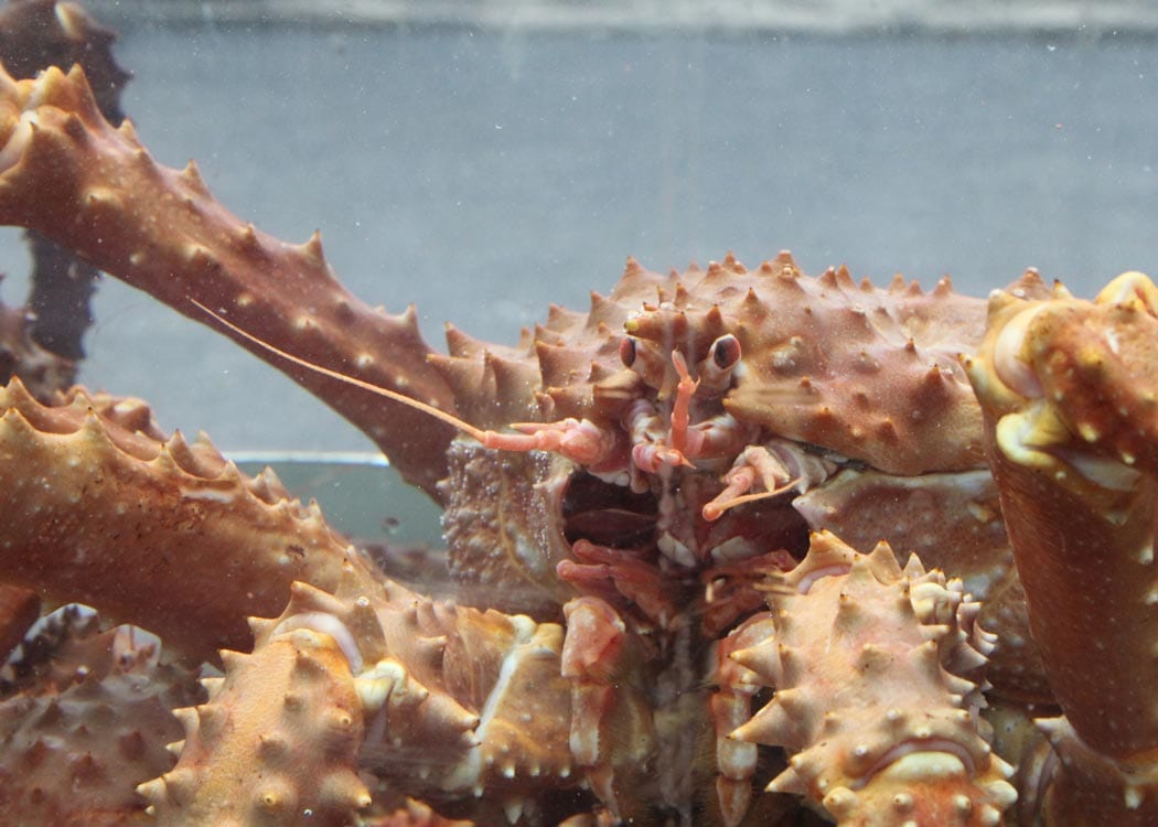 Bering Sea Crab Fishermen's Tour Tour Image 11