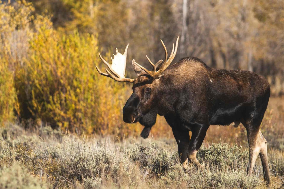 Yellowstone Private Photography Journey Tour Image 4