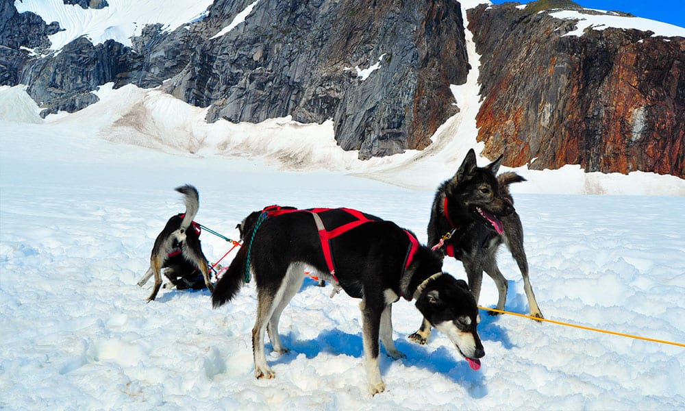 Helicopter Dogsledding with Extra Landing Tour Image 6