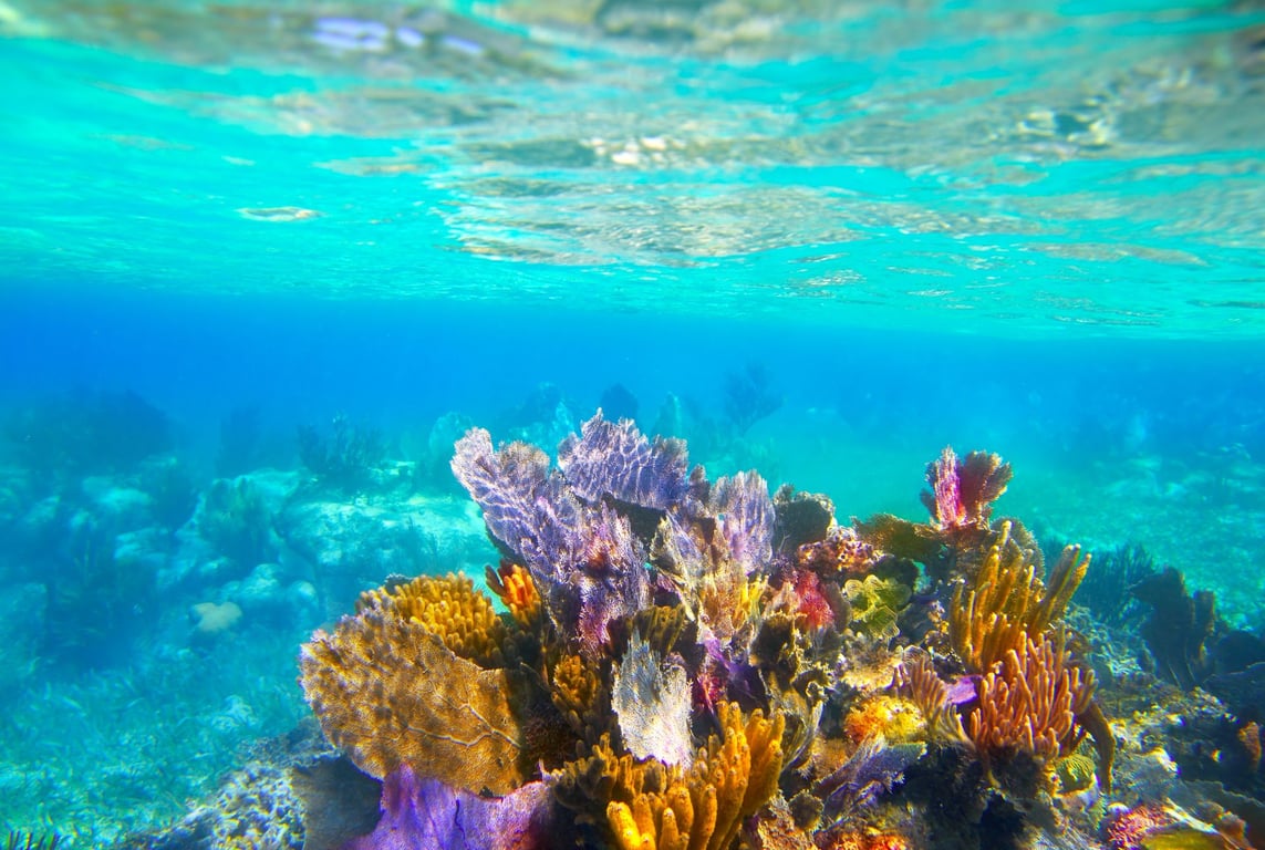 Roatan Snorkeling Excursion Tour Image 4