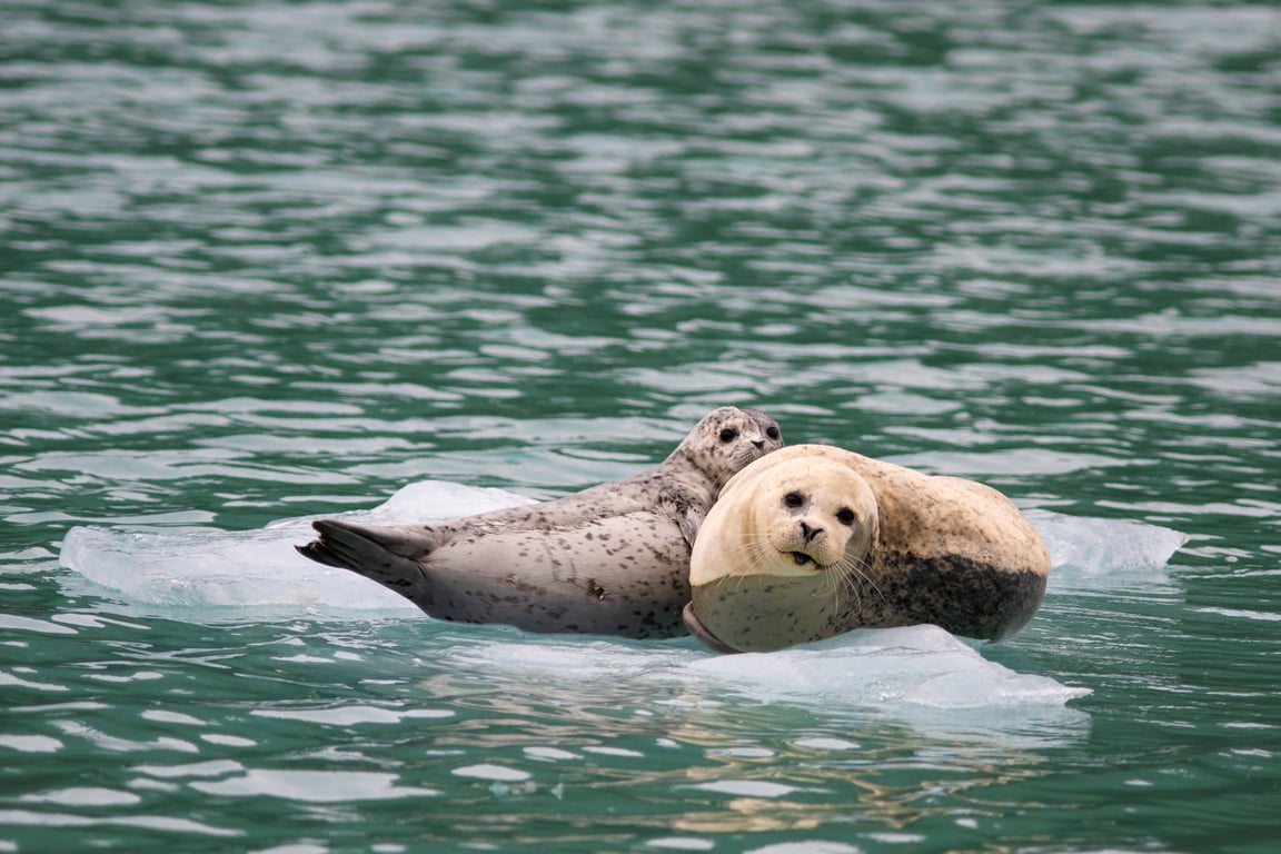 4 Hour Kenai Fjords Wildlife Cruise Tour Image 2