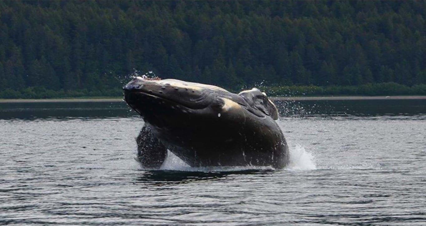 Guaranteed Whale Watching Adventure image