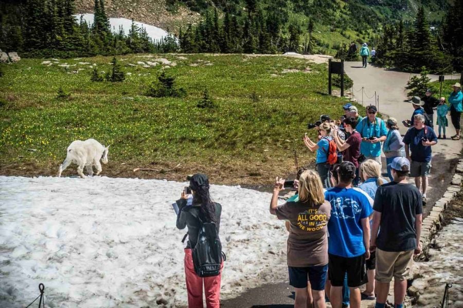Tourists take photos of a mountain goat near a snowy trail.