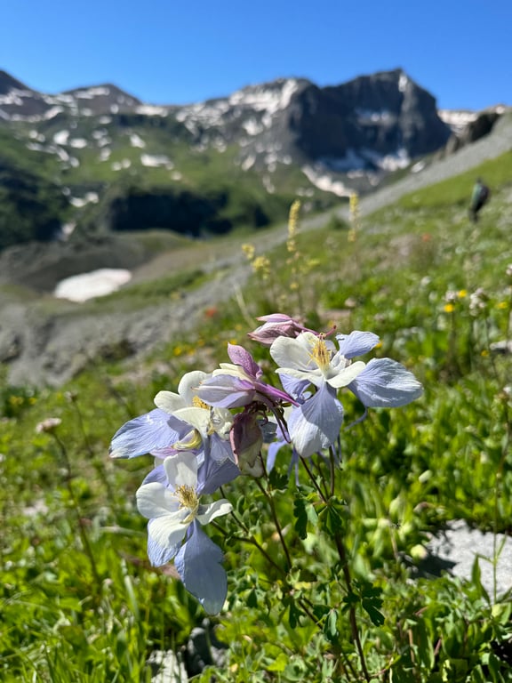 Telluride Hiking Tour - Half Day Tour Image 5