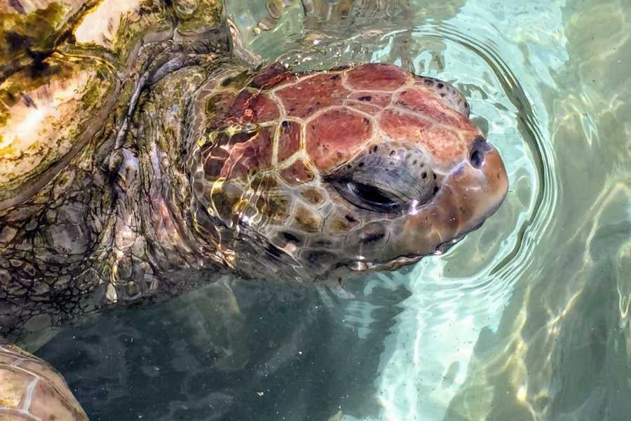 A turtle is swimming in the water