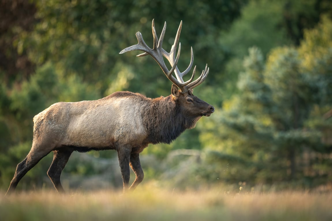 Wildlife in West Yellowstone image