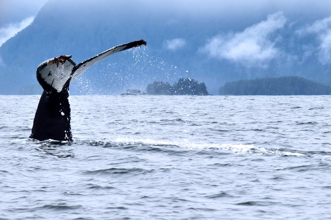 Whale Watching in Sitka image