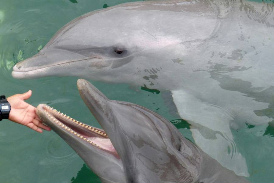 Our Favorite Things to Do & See in Mahahual