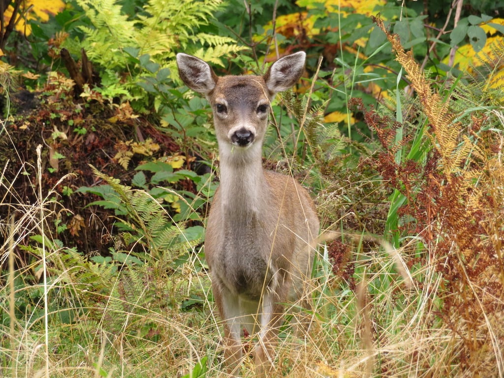 Guided Passenger Van Wildlife & Scenery Tour image