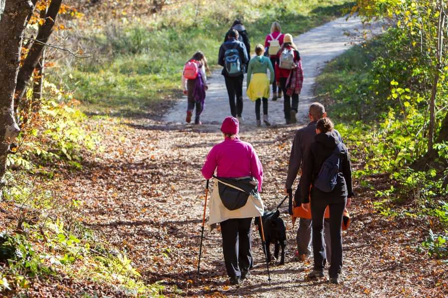 A group of hikers walks along a scenic forest trail, enjoying nature together.