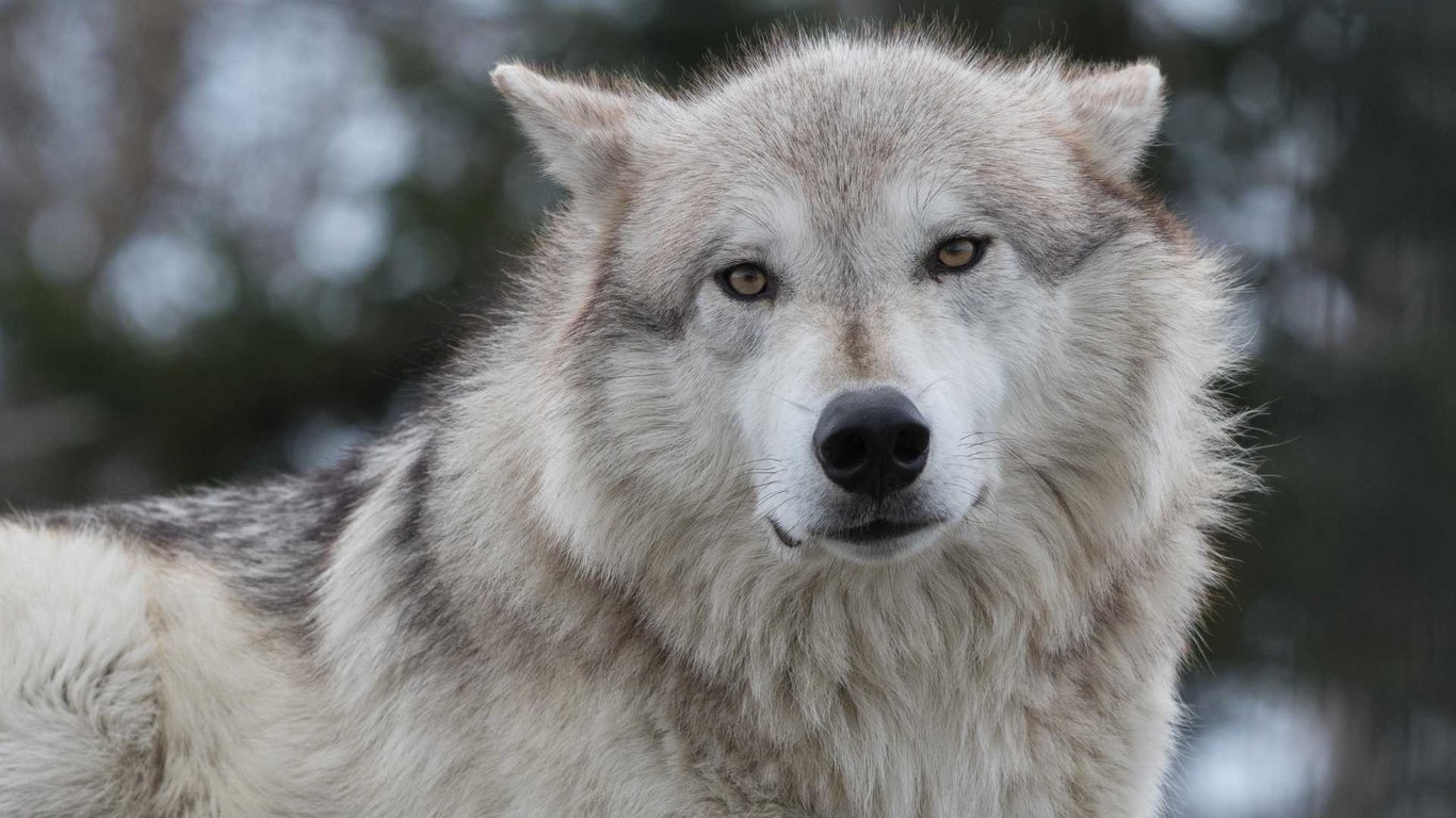 Alaska Wildlife Day Tour image