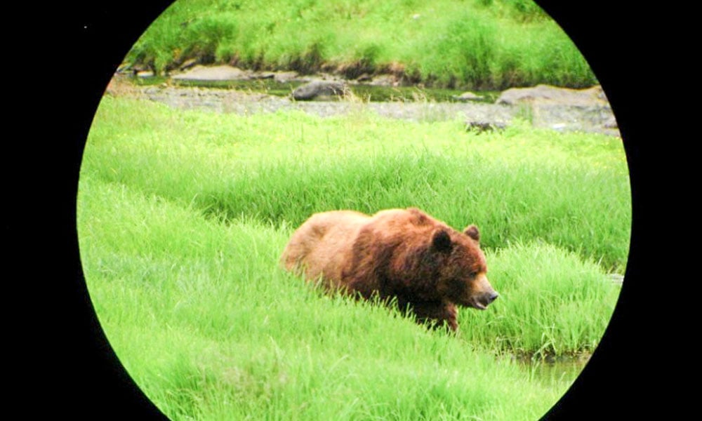 Pack Creek Brown Bear Viewing Tour Image 2