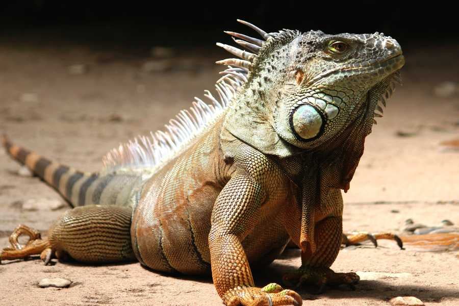 A magnificent iguana basks in the sun, showcasing its intricate scales and spiky crest.