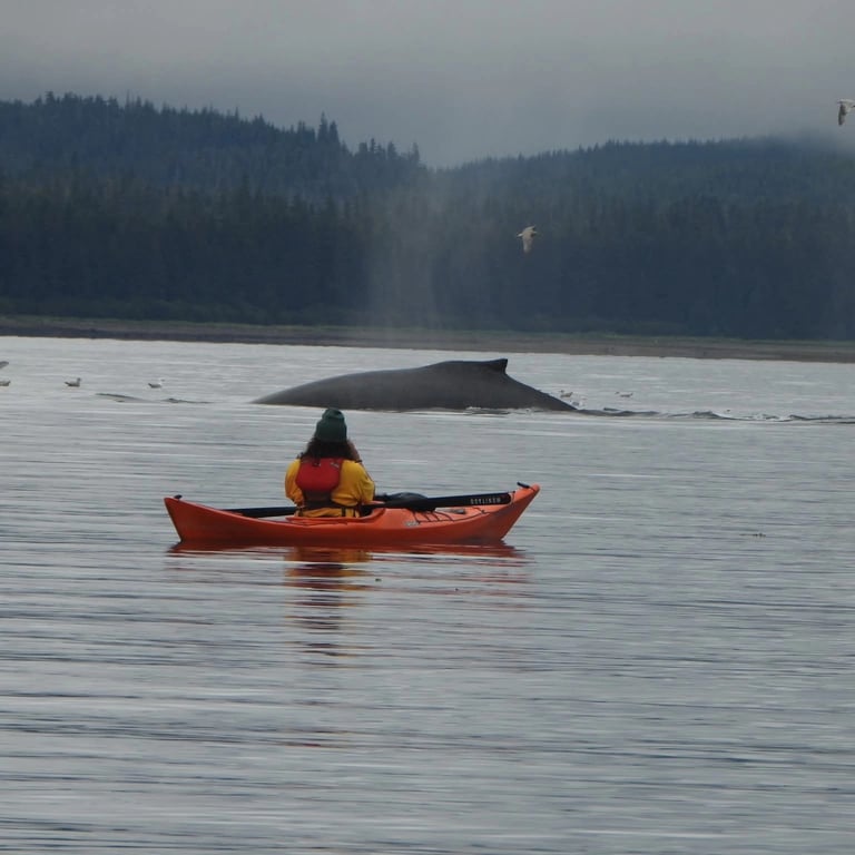 Guided Kayak Tour Tour Image 6