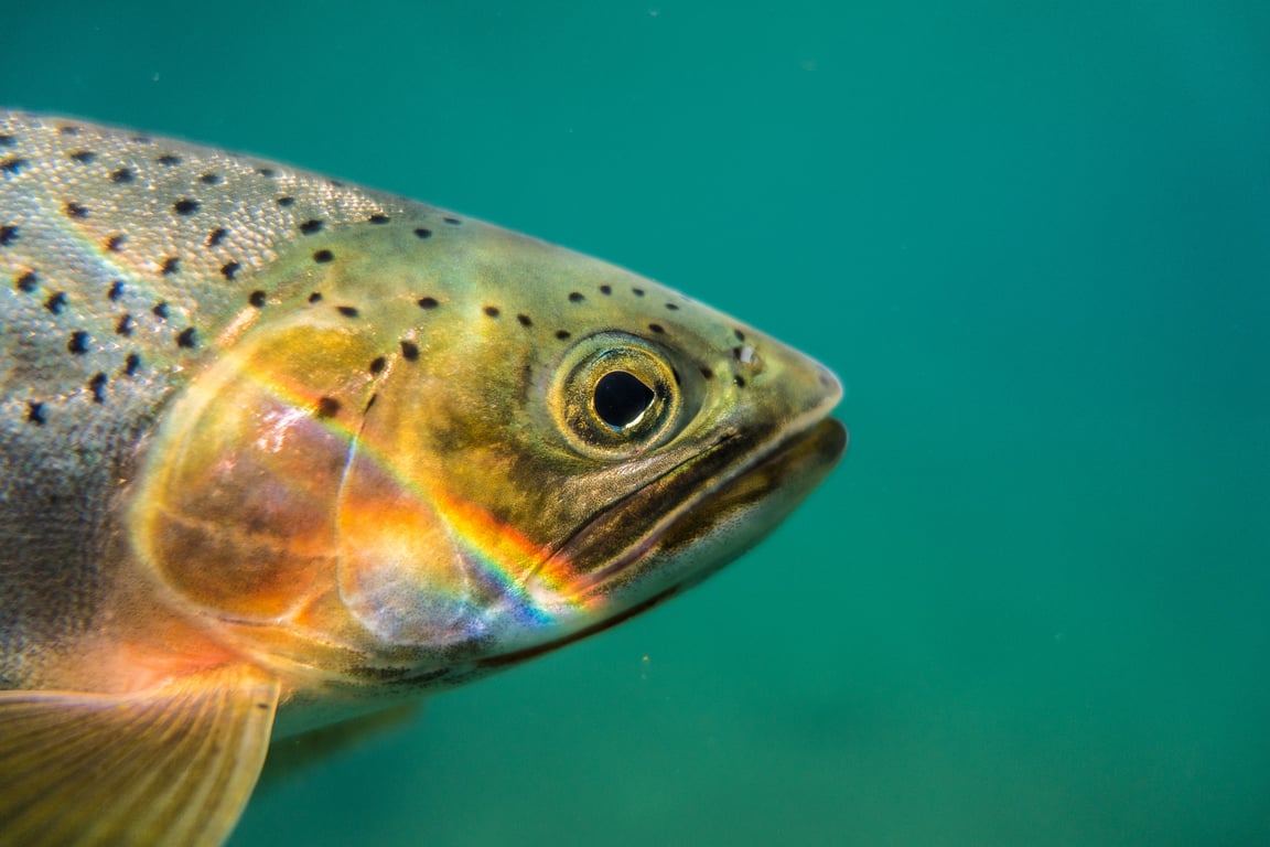 Fishing In Glacier National Park: A Local Guide image