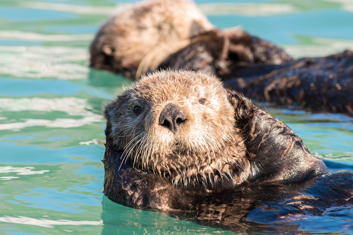 6 Hour Kenai Fjords National Park Cruise Tour Image 7