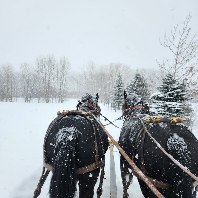 One Hour Bozeman Sleigh Ride Tour Image 4