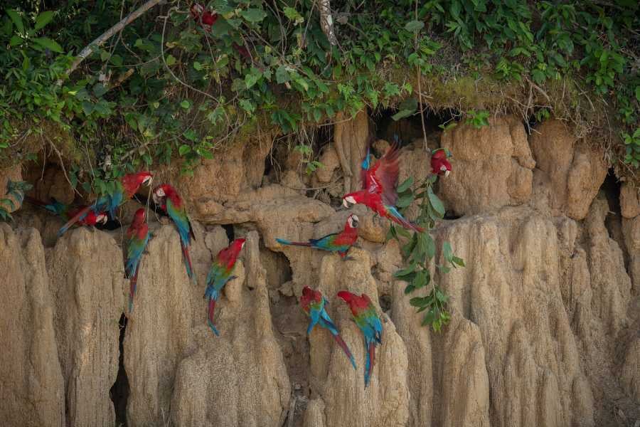 A group of colorful parrots perched on a cliffside, enjoying the peaceful surroundings.