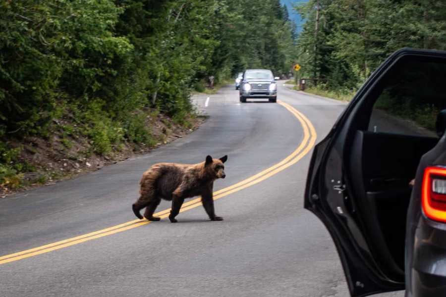 A young bear crosses a road while cautious drivers wait nearby in a forested area.