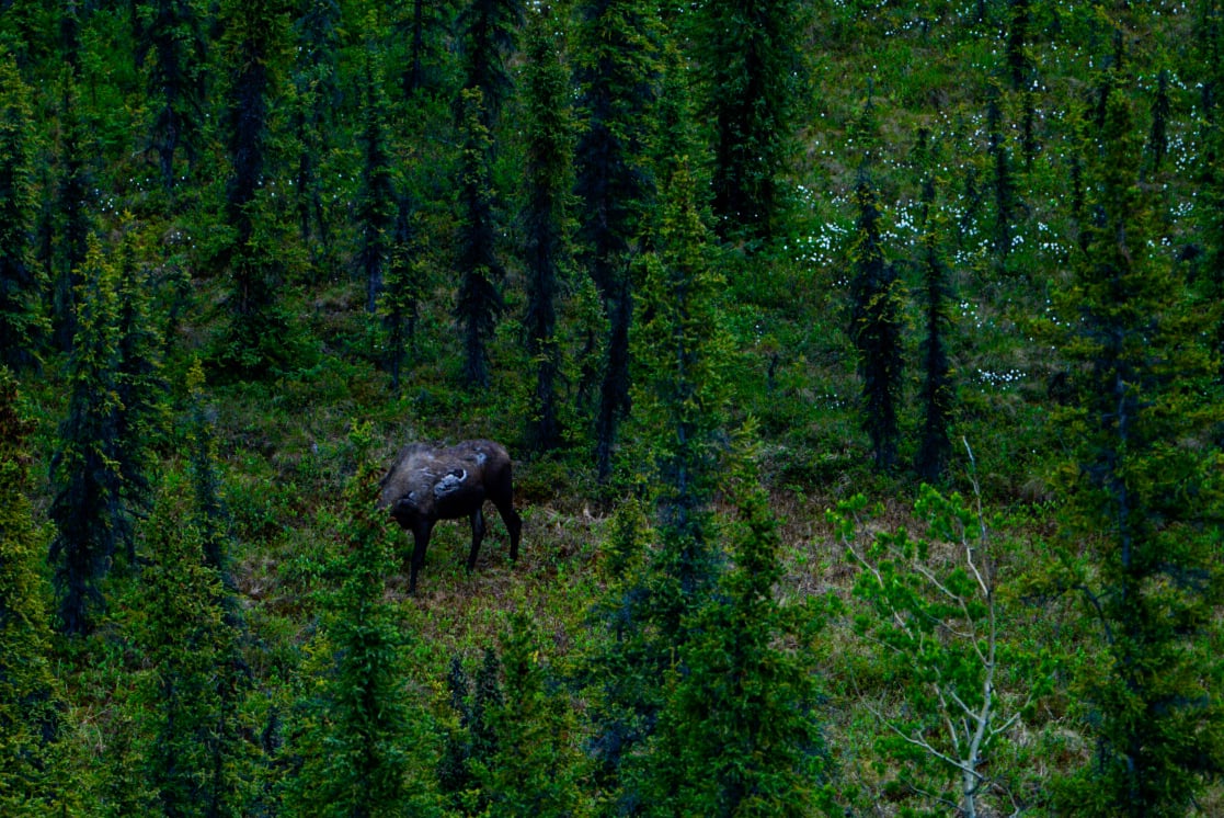 Denali Naturalist Walking Tour Tour Image 6