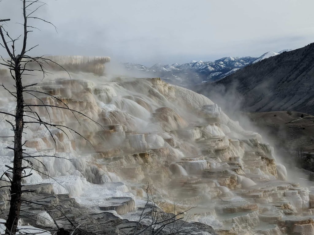 Private Yellowstone Winter Safari From Gardiner Tour Image 4