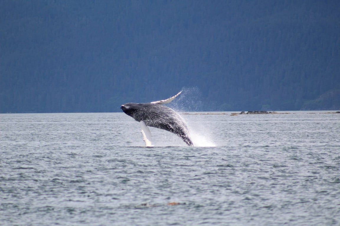 3 Hour Juneau Whale Watching Tour Image 9