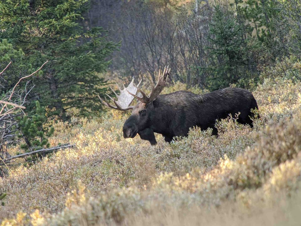 Private Sunset Wildlife Safari From West Yellowstone Tour Image 7