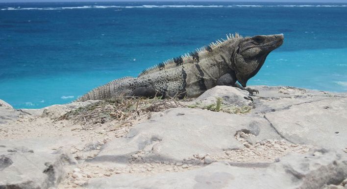 Shipwreck & Iguana Island Jetski Tour image