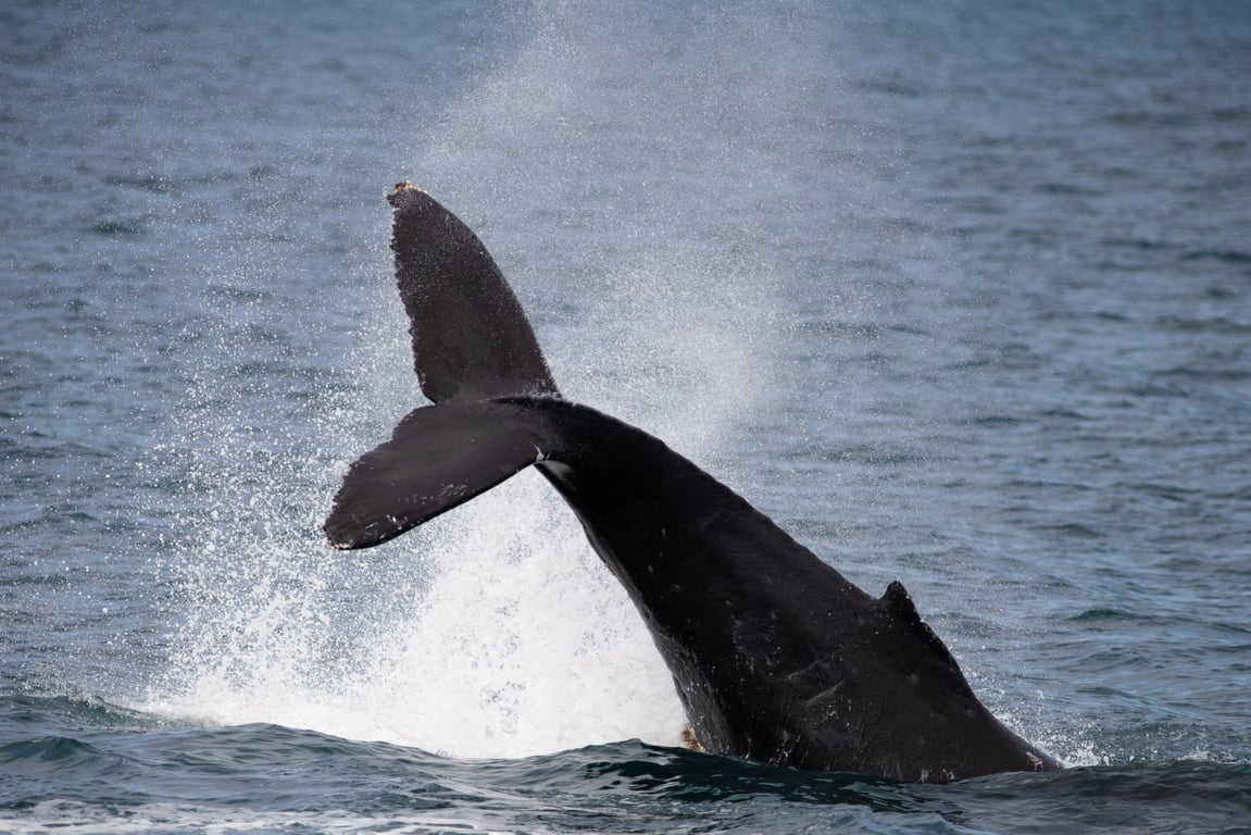 8.5 Hour Northwestern Fjord Cruise Tour Image 10