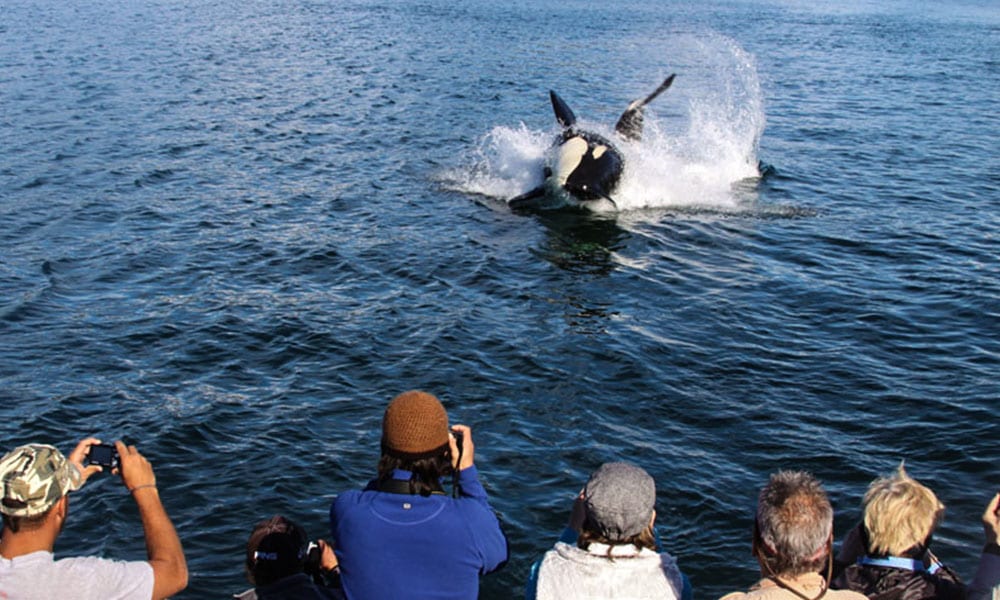 Whale Watching & Mendenhall Glacier Tour Tour Image 32