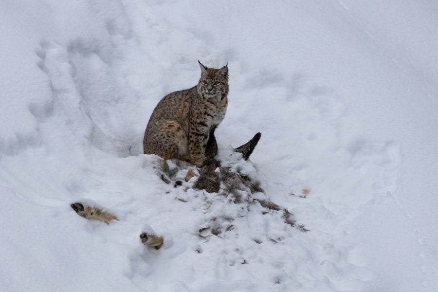 A bobcat guards its snowy meal in the wilderness.